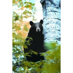 Animal Essences Bear (beer) 30ml