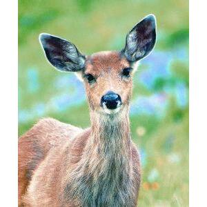 Animal Essences Deer (hert) 30ml
