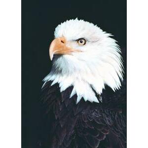 Animal Essences Eagle (adelaar) 30ml
