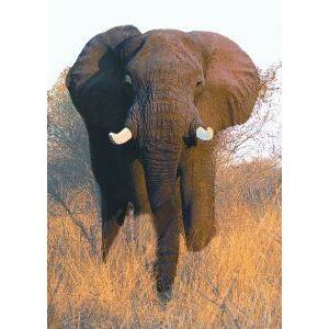 Animal Essences Elephant (olifant) 30ml