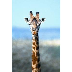 Animal Essences Giraffe (giraf) 30ml