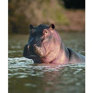 Animal Essences Hippopotamus (nijlpaard) 30ml