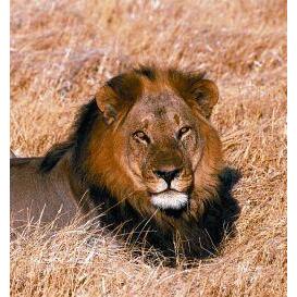 Animal Essences Lion (leeuw) 30ml