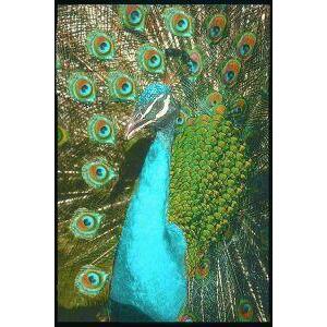 Animal Essences Peacock (pauw) 30ml