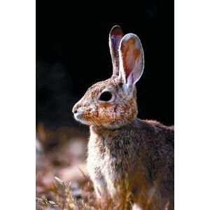 Animal Essences Rabbit (konijn) 30ml