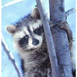 Animal Essences Raccoon (wasbeer) 30ml