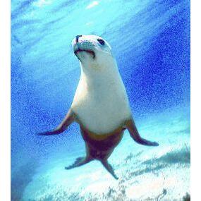 Animal Essences Seal (zeehond) 30ml