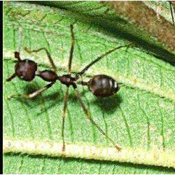 Animal Essences Ant (mier) 30ml