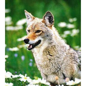 Animal Essences Coyote (prairiewolf) 30ml