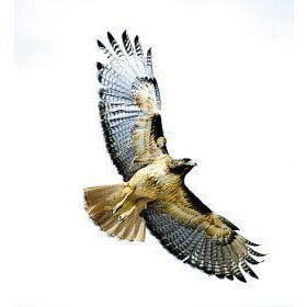 Animal Essences Hawk (havik) 30ml