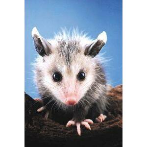 Animal Essences Opossum (buidelrat) 30ml