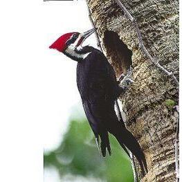 Animal Essences Pileated woodpecker (helmspecht) 30ml