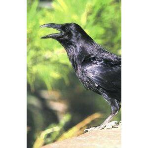 Animal Essences Raven (raaf) 30ml