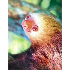 Animal Essences Sloth (luiaard) 30ml