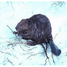 Animal Essences Beaver (bever) 30ml