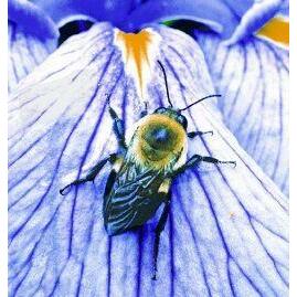 Animal Essences Bumblebee (hommel) 30ml