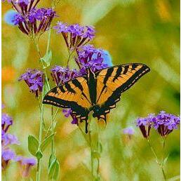 Animal Essences Butterfly (vlinder) 30ml