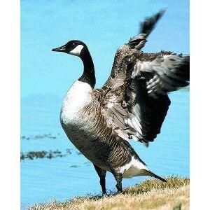 Animal Essences Canada goose (Canadese gans) 30ml