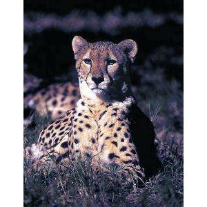 Animal Essences Cheetah (jachtluipaard) 30ml