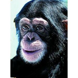 Animal Essences Chimpanzee 30ml