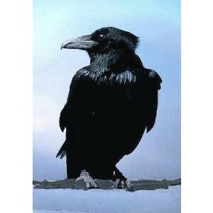 Animal Essences Crow (kraai) 30ml