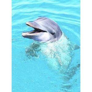 Animal Essences Dolphin (doflijn) 30ml