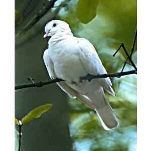 Animal Essences Dove (duif) 30ml