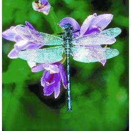 Animal Essences Dragonfly (libelle) 30ml
