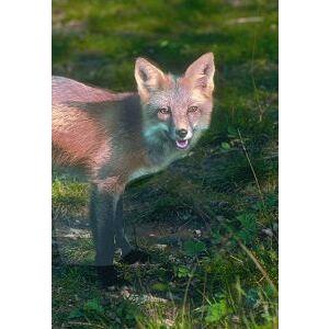 Animal Essences Fox (vos) 30ml