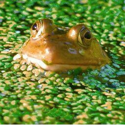 Animal Essences Frog (kikker) 30ml