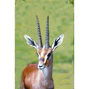 Animal Essences Gazelle 30ml