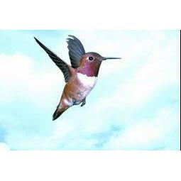 Animal Essences Hummingbird (kolibri) 30ml
