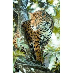 Animal Essences Jaguar (jachtluipaard) 30ml