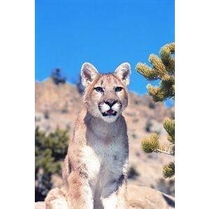 Animal Essences Mountain lion (poema) 30ml