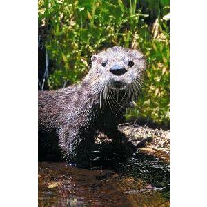 Animal Essences Otter 30ml