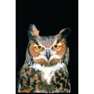 Animal Essences Owl (uil) 30ml