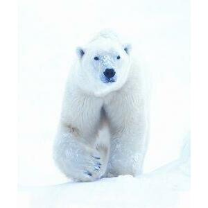 Animal Essences Polar bear (ijsbeer) 30ml