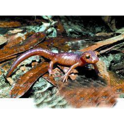 Animal Essences Salamander 30ml
