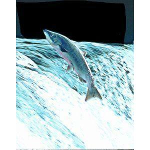 Animal Essences Salmon (zalm) 30ml
