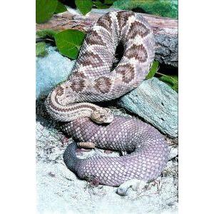 Animal Essences Snake (slang) 30ml
