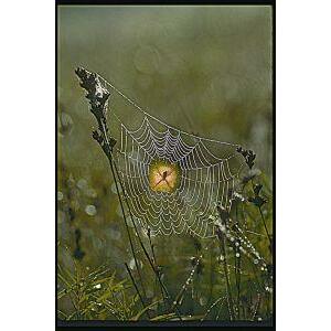 Animal Essences Spider (spin) 30ml