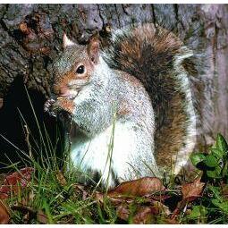 Animal Essences Squirrel (eekhoorn) 30ml