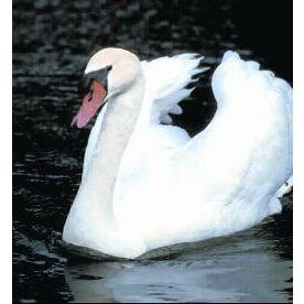 Animal Essences Swan (zwaan) 30ml