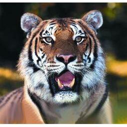 Animal Essences Tiger (tijger) 30ml