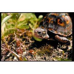 Animal Essences Turtle (zeeschildpad) 30ml