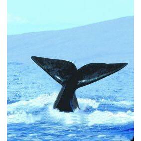 Animal Essences Whale (walvis) 30ml