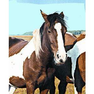 Animal Essences Wild horse (wild paard) 30ml