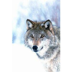 Animal Essences Wolf 30ml