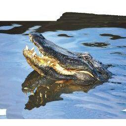 Animal Essences Alligator 30ml
