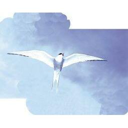 Animal Essences Arctic tern (noordse stern) 30ml